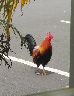 chicken in parking lot